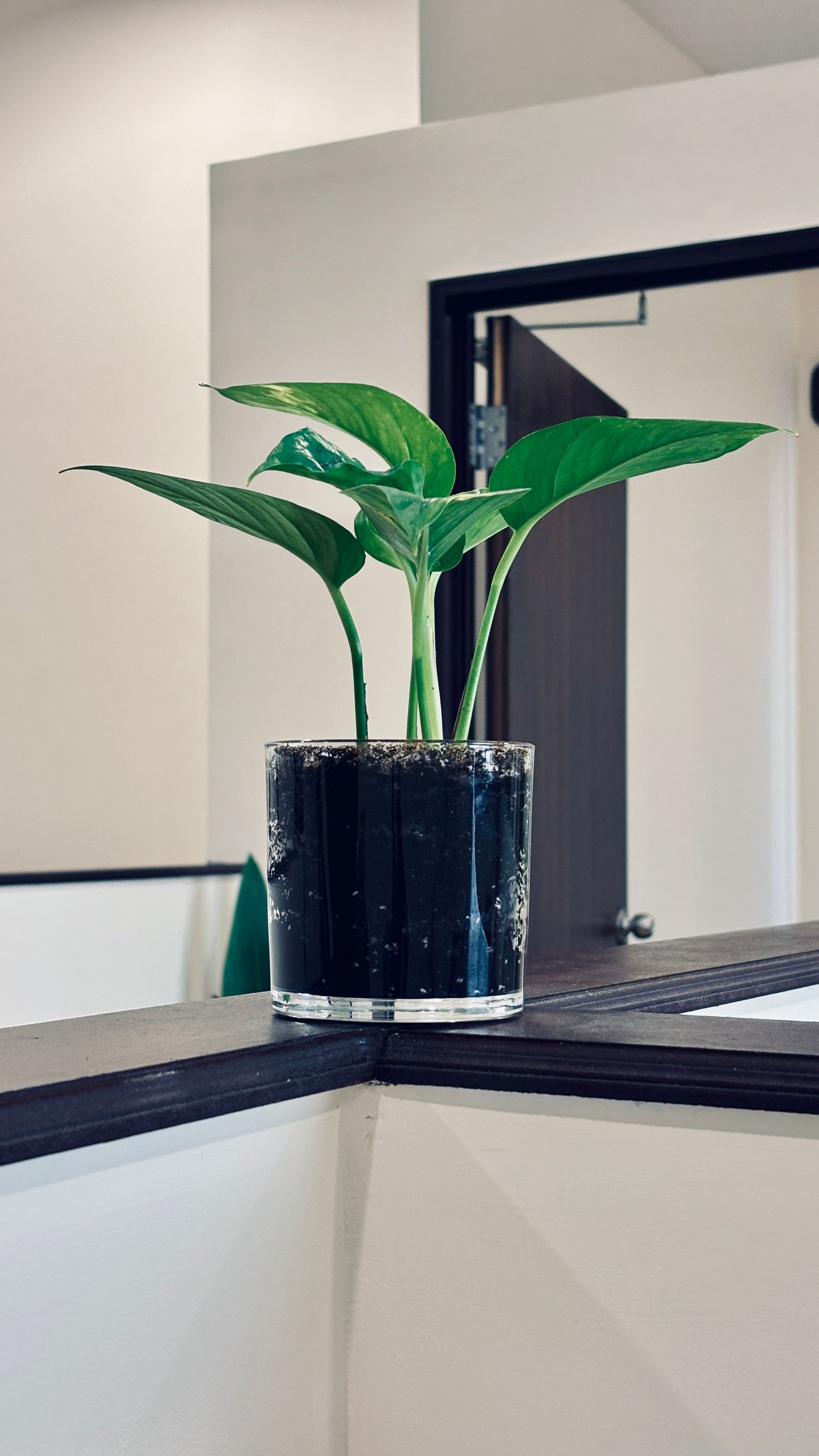 Cómo crear un jardín vertical en casa y aprovechar mejor las paredes