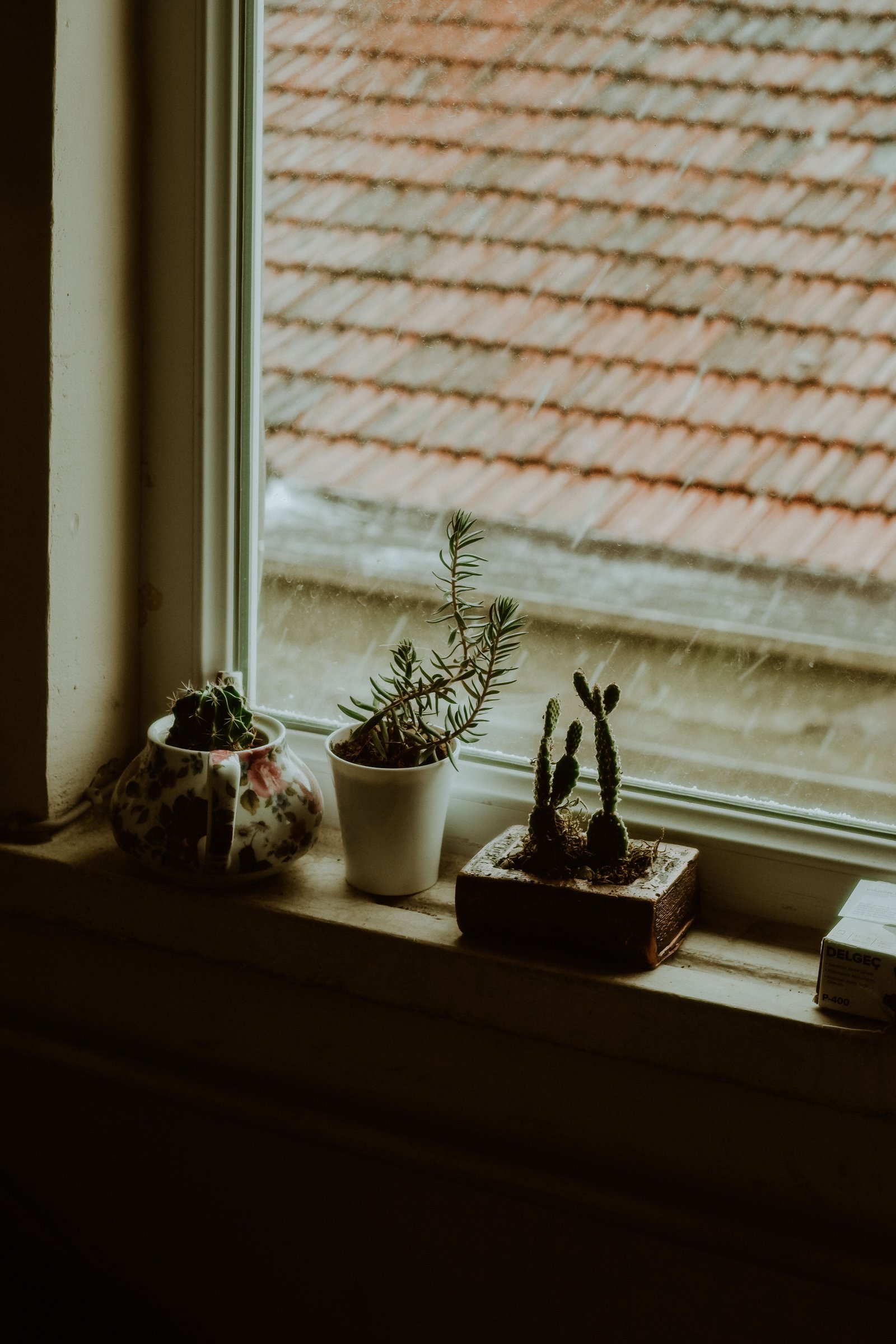 Cómo cuidar las plantas durante el verano