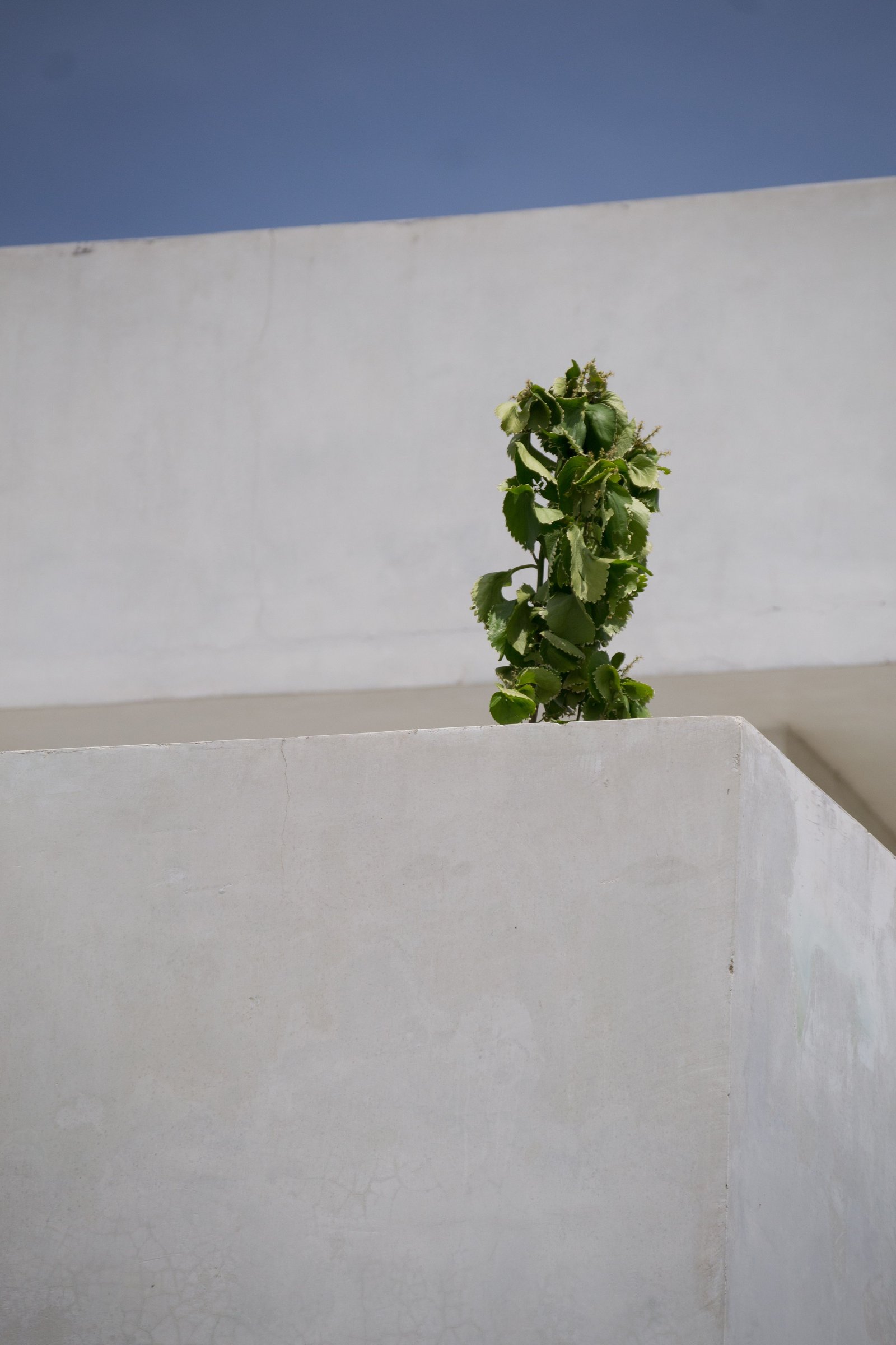 Cómo integrar plantas en la decoración de casa sin recargar los espacios