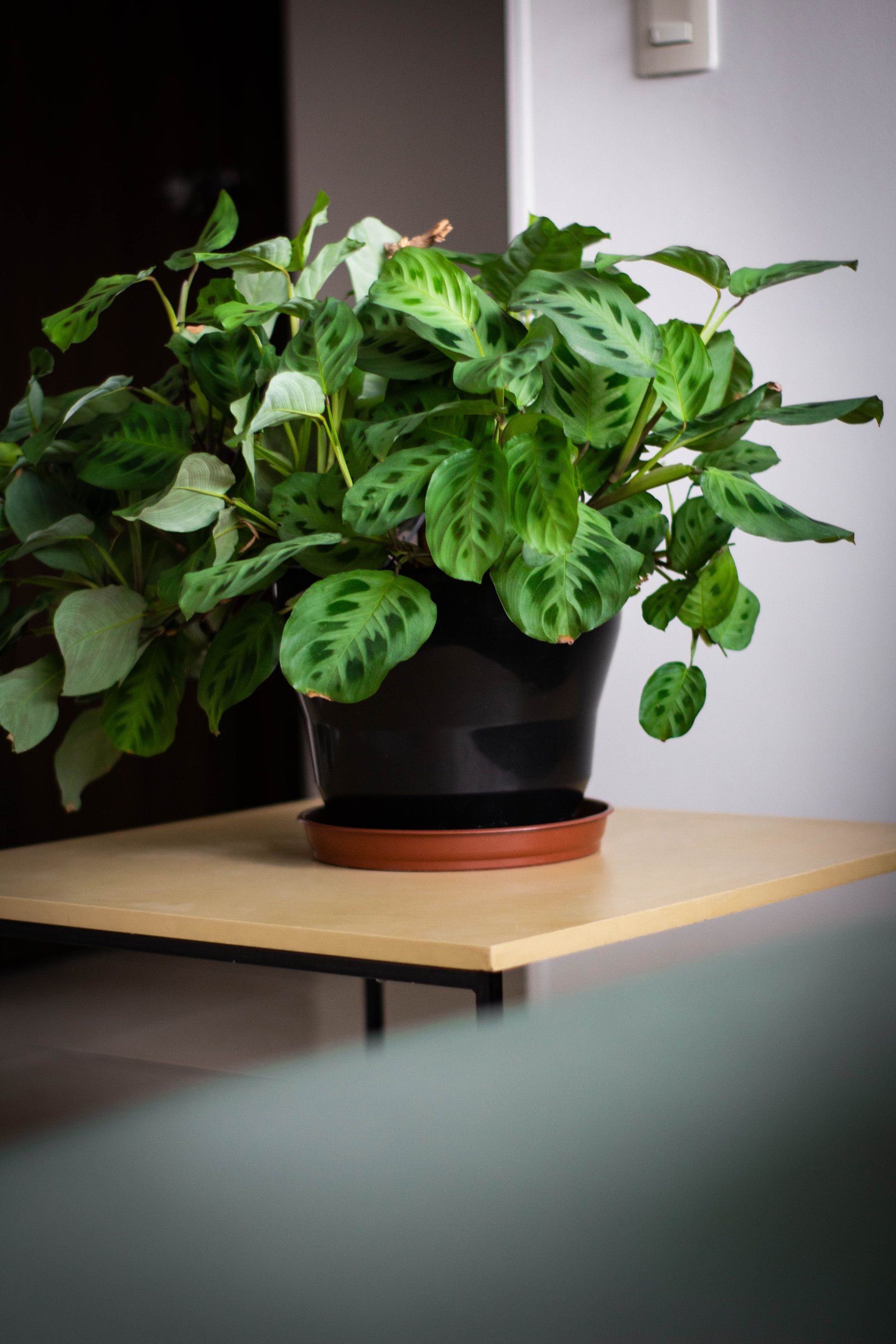 Cómo limpiar y cuidar correctamente las plantas de interior
