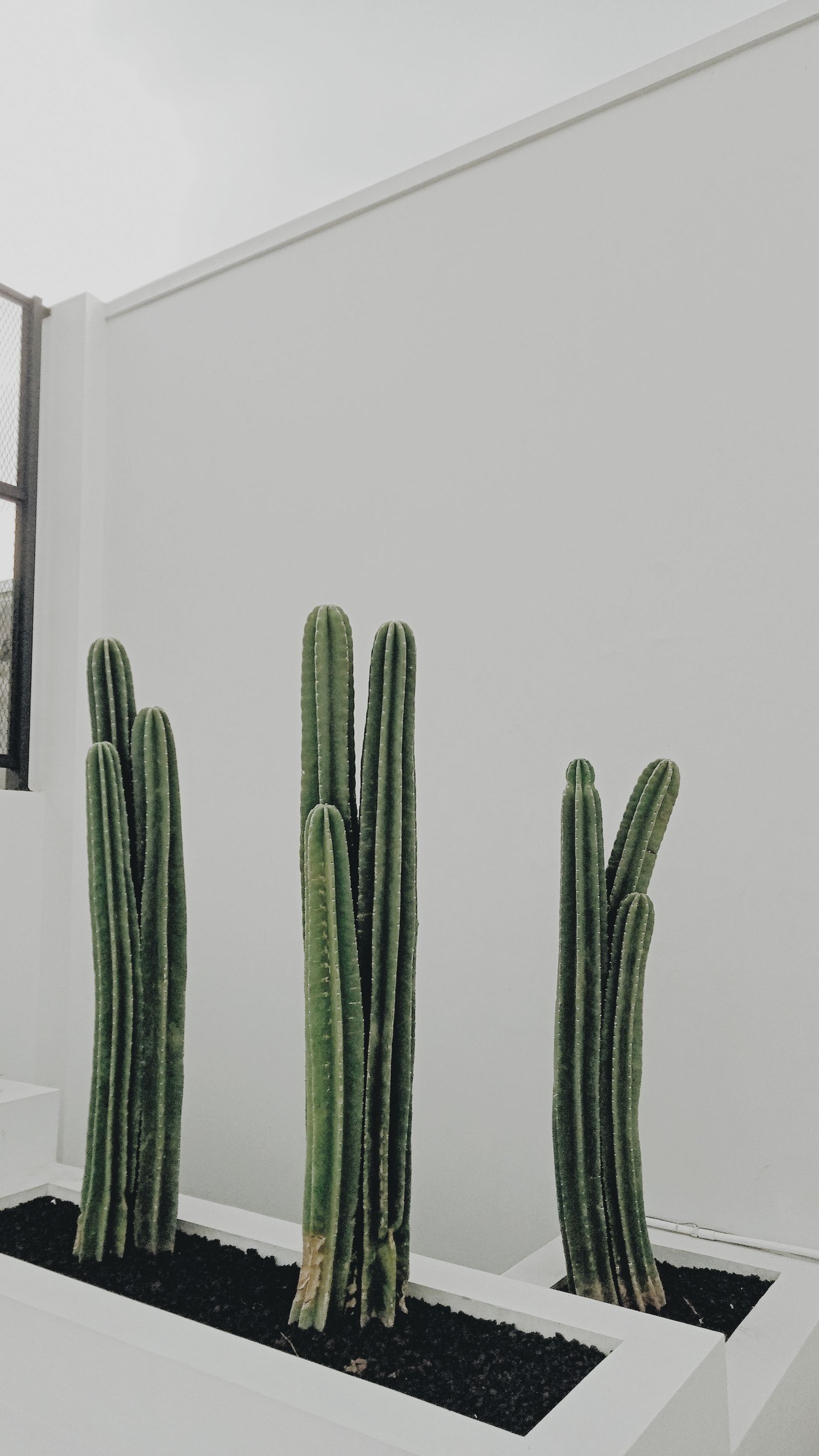 Cómo podar plantas y arbustos correctamente: guía para principiantes