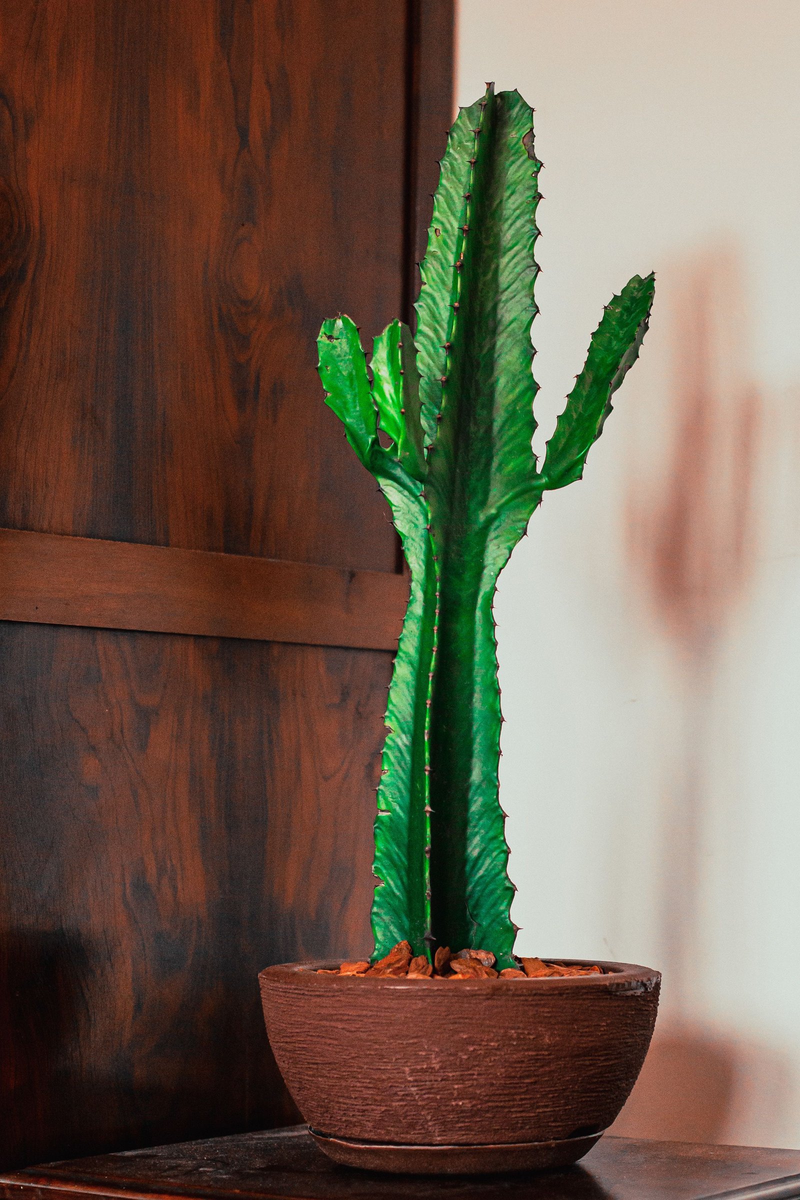 Plantas de interior fáciles de cuidar